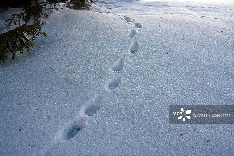 山上有狼的痕迹，在冬季的北欧森林里行走，冬季的主题图片素材