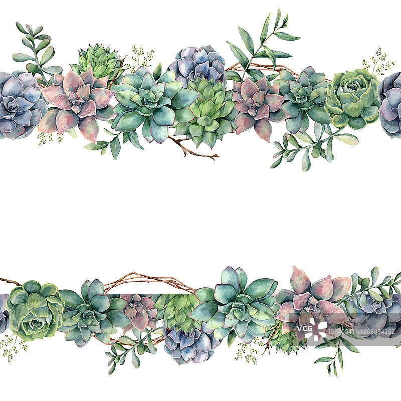 水彩花横幅多肉，树枝和桉树。手绘的仙人掌，桉树的叶子和树枝孤立在白色的背景上。植物插图设计，印刷。图片素材