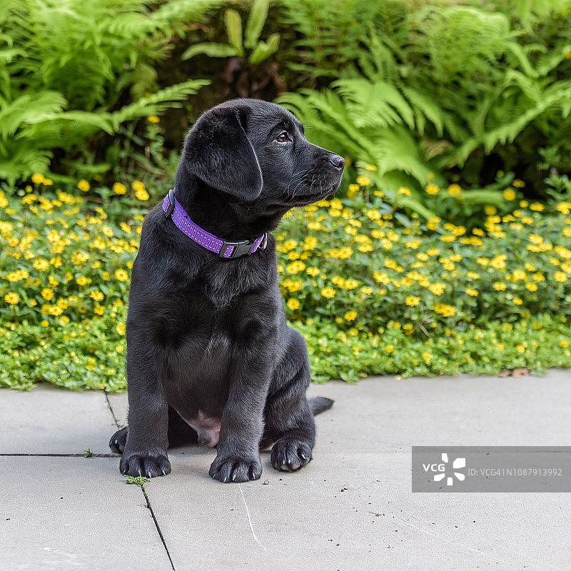 9周大的黑色拉布拉多寻回犬在花园里摆姿势。图片素材