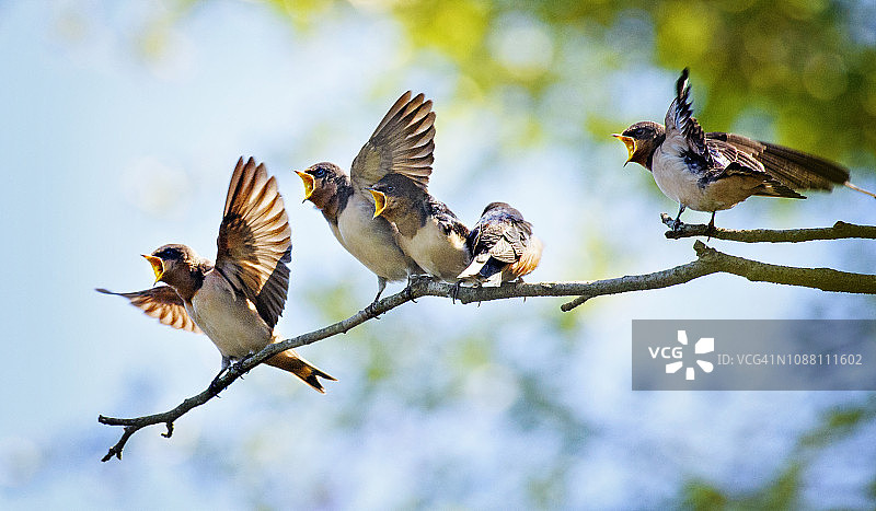 五只可爱的小燕子在贝亚德切割植物园等待食物图片素材