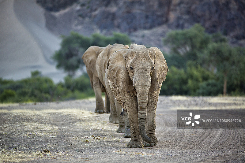 在纳米比亚纳米布沙漠霍阿尼布山谷，一小群沙漠大象排成一列走向一个水坑的4K画面图片素材
