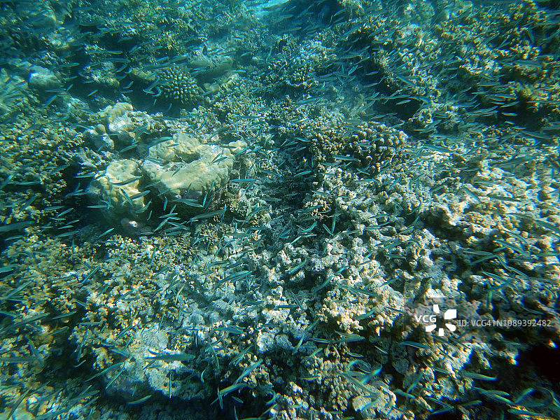 马尔代夫珊瑚礁上成千上万的新生小鱼图片素材
