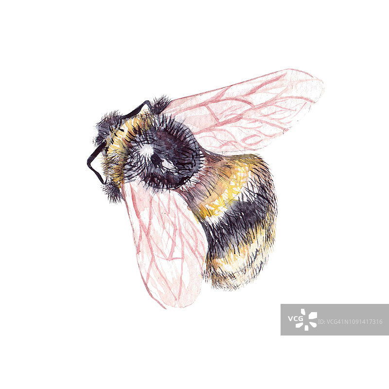 美丽的水彩画集昆虫蜜蜂。图片素材
