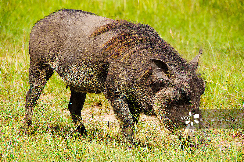 在非洲丛林中取食的中非疣猪(非洲疣猪)图片素材