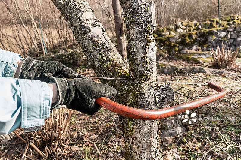 自信的女人在冬季花园用手锯修剪苹果树枝图片素材