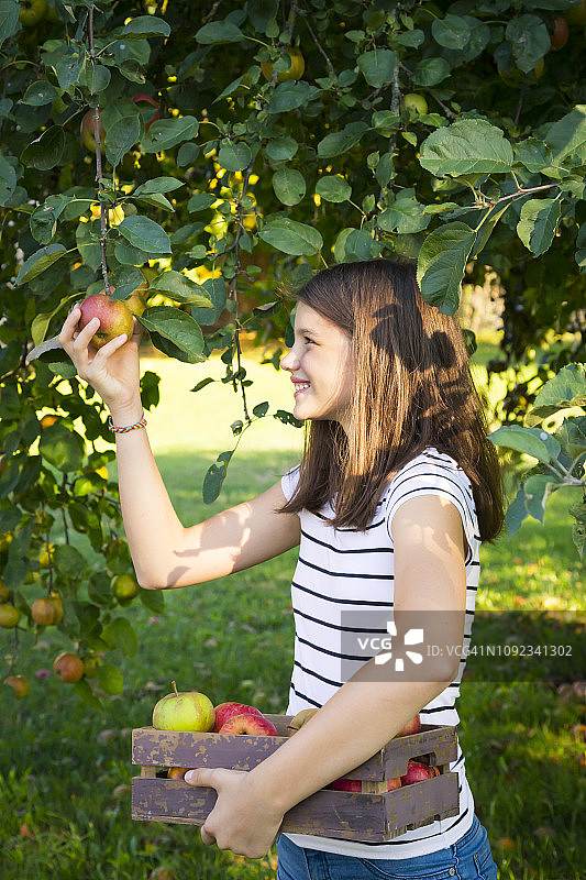 微笑的女孩从树上摘苹果图片素材