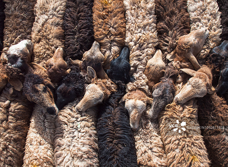 中国新疆喀什马尔巴扎(牲畜市场)的一排被绑在一起的羊图片素材