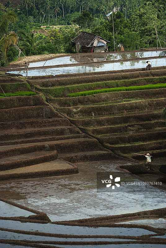 巴厘岛贝里宾村的稻田。图片素材