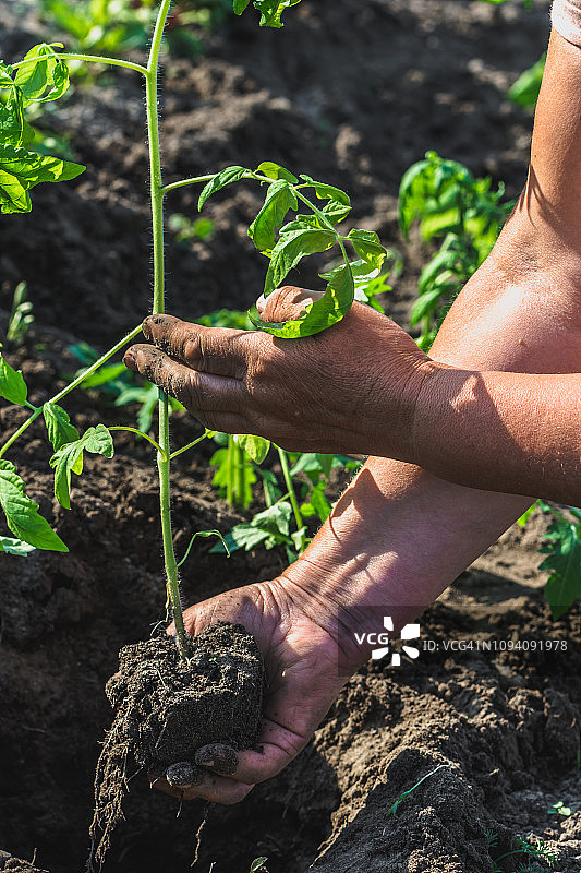 园丁用番茄苗木种植，在花园里种植，有机耕作理念。图片素材