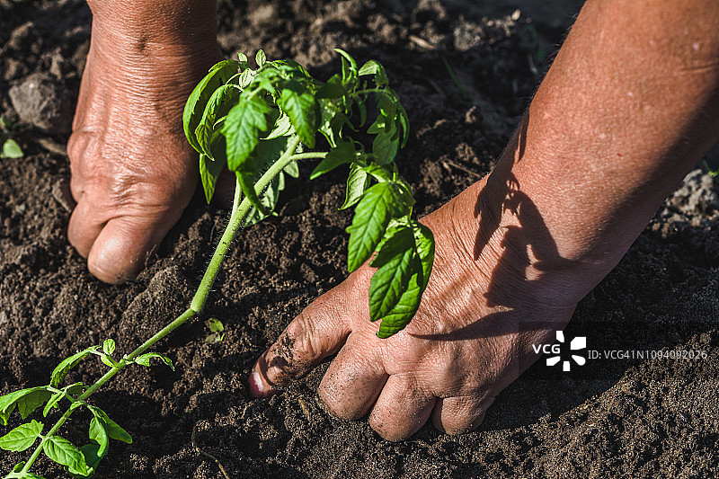 农民在菜园的土壤上种植西红柿幼苗。有机耕作和春季园艺概念。图片素材