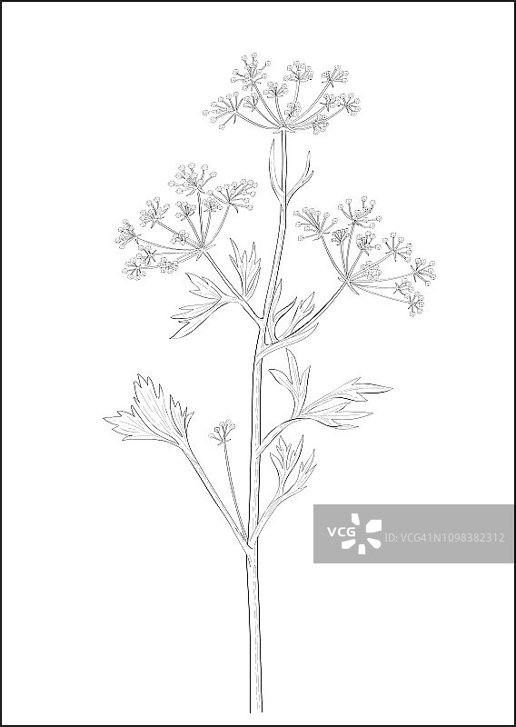 八角植物的黑白数字插图图片素材