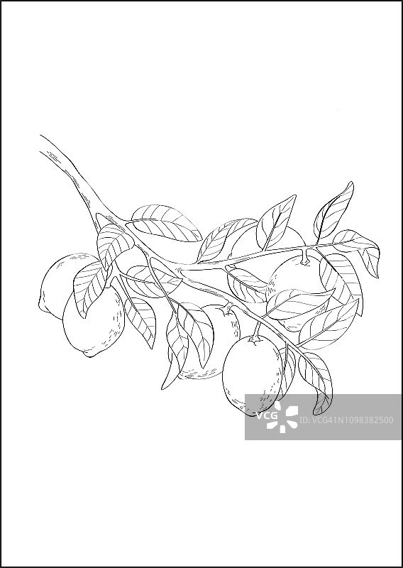 石灰植物的黑白数字插图图片素材