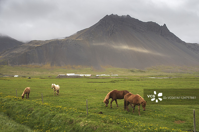 马从冰岛图片素材