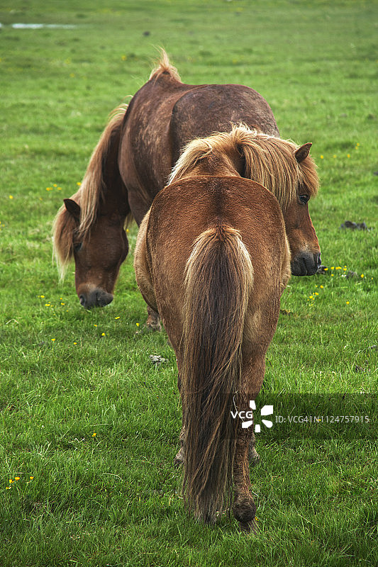 马从冰岛图片素材