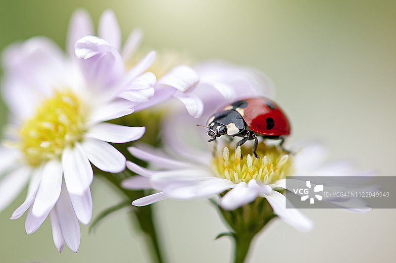 特写图像的7点瓢虫，瓢虫-休息的白色雏菊花也被称为七星瓢虫图片素材