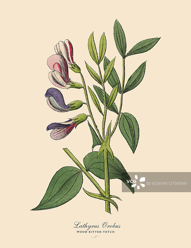 木材苦紫菜，豆类，维多利亚植物学插图图片素材