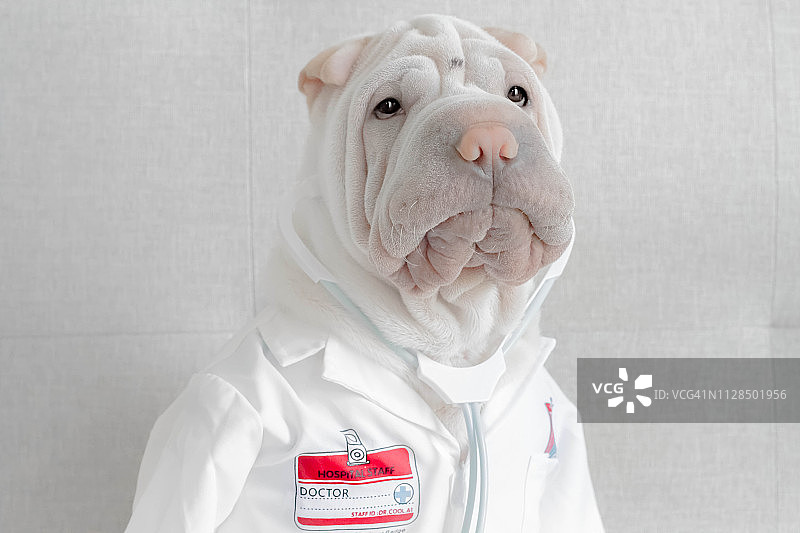 沙皮狗穿着医生的服装图片素材