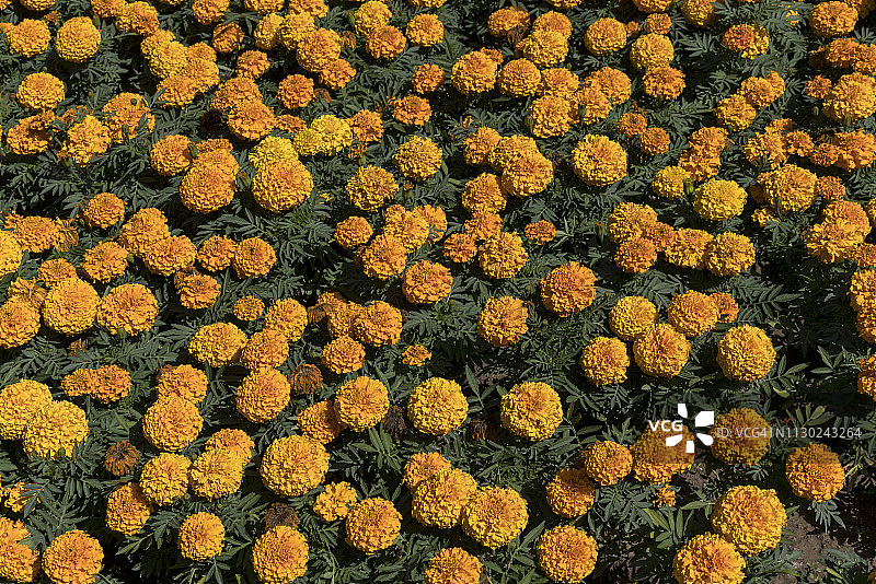 桔黄色的花万寿菊在花坛上。图片素材