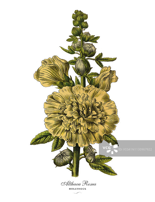 蜀葵或蜀葵玫瑰植物，维多利亚植物学插图图片素材