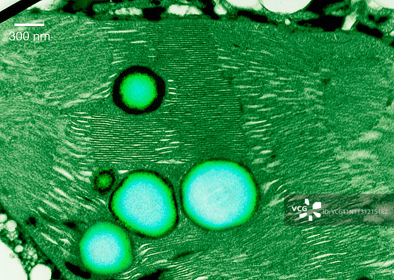 叶绿体的透射电子显微图图片素材