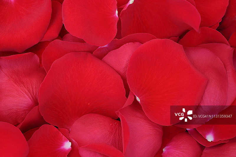 柔软的红玫瑰花瓣填充框架。图片素材