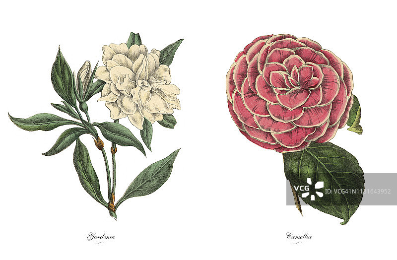维多利亚栀子花和山茶植物图解图片素材