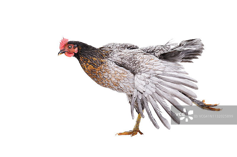 灰色的鸡以不寻常的姿势孤立地站在白色的背景上图片素材