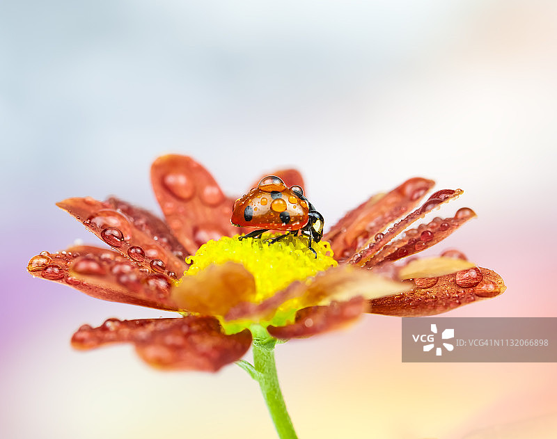 红花上的湿瓢虫图片素材