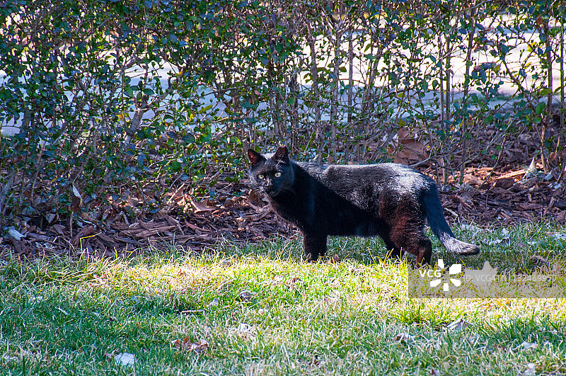 黑色野猫看着相机图片素材