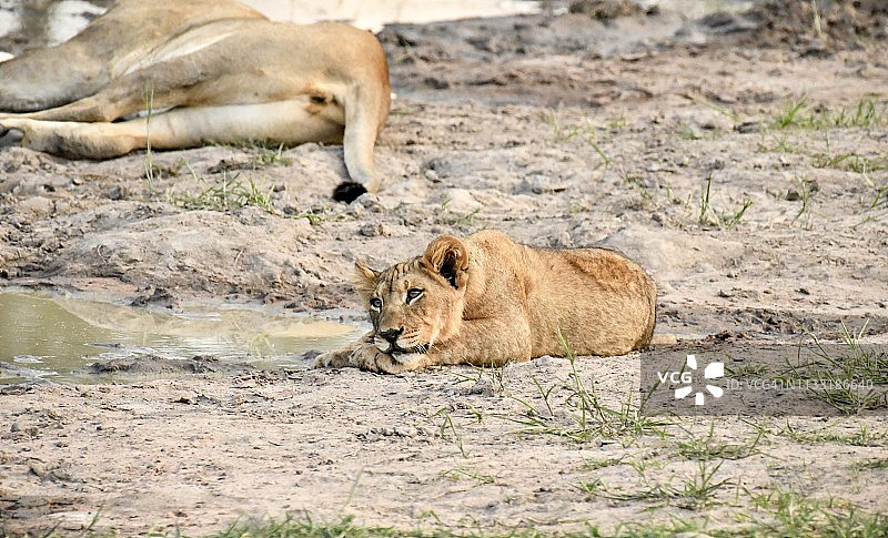 小狮子在非洲的一个水坑和它的母亲图片素材
