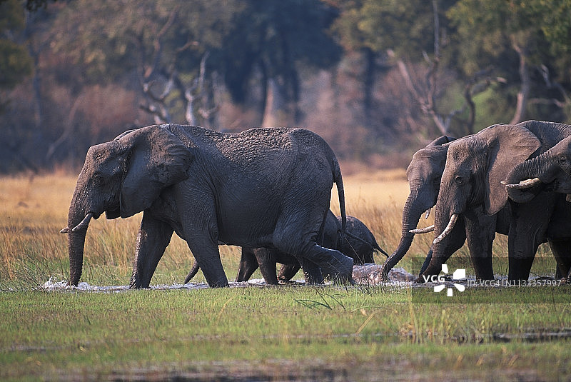 奥卡万戈莫雷米野生动物保护区，带着小象涉水穿过沼泽图片素材