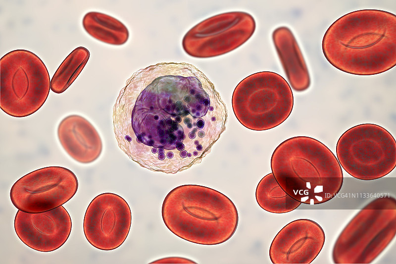 嗜碱性白细胞和红细胞，图示图片素材
