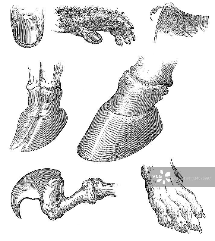 各种类型的动物指甲- 19世纪图片素材