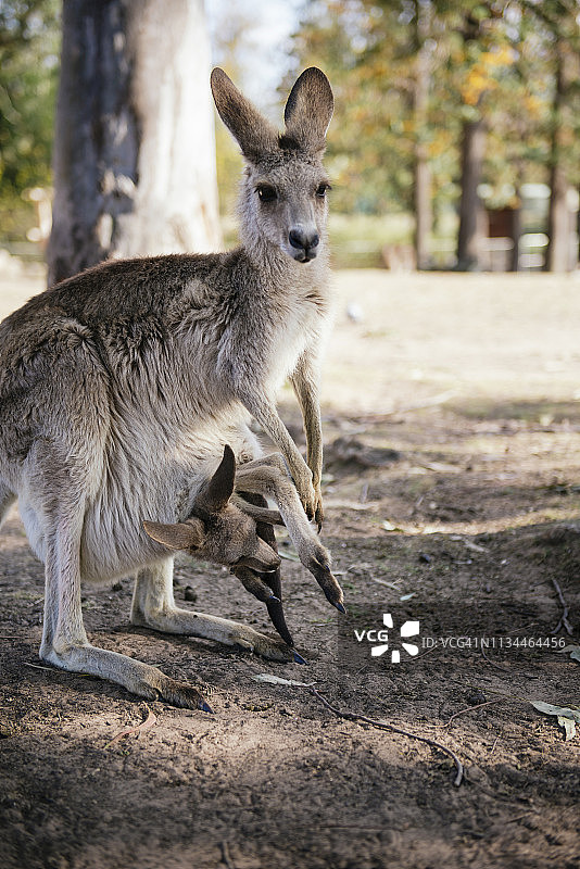 澳大利亚，布里斯班，育儿袋里的小袋鼠图片素材