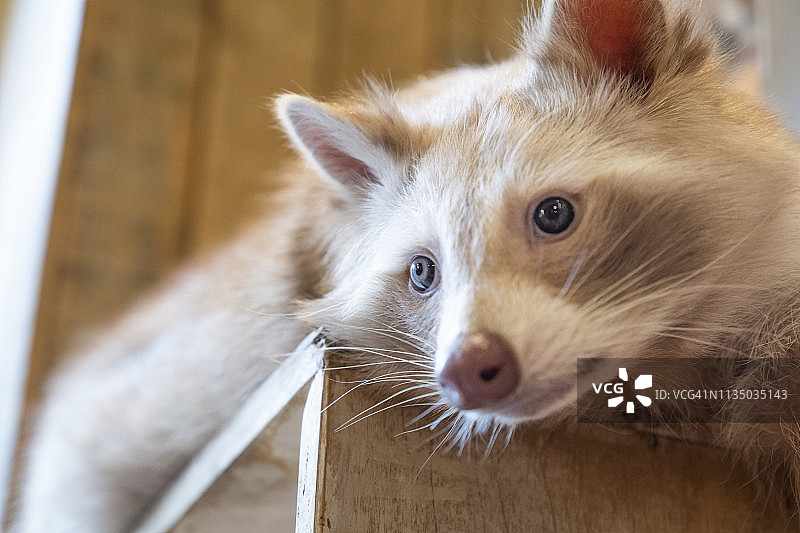 可爱的白色浣熊躺在木箱里图片素材