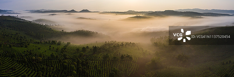 普洱茶山，中国云南省图片素材