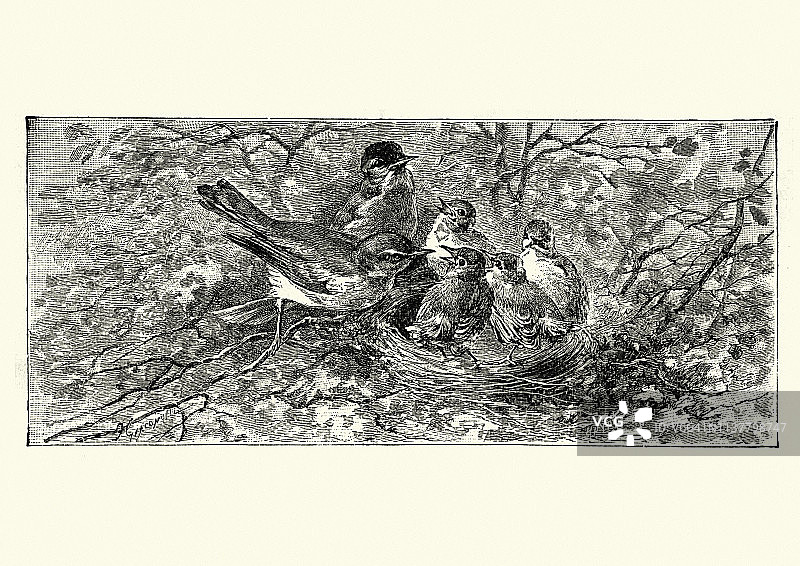 鸟在鸟巢里喂小鸡，维多利亚时代的19世纪图片素材