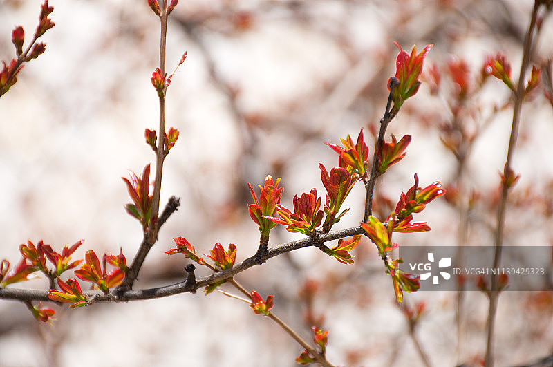 石榴树在春天发芽图片素材