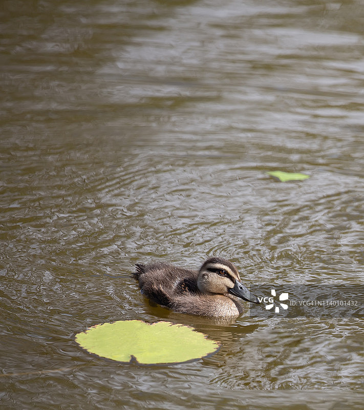 一只小鸭子在游泳图片素材