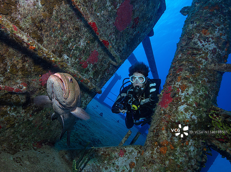 潜水员在基蒂威克号驱逐舰的残骸中遇到一只虎斑鱼图片素材
