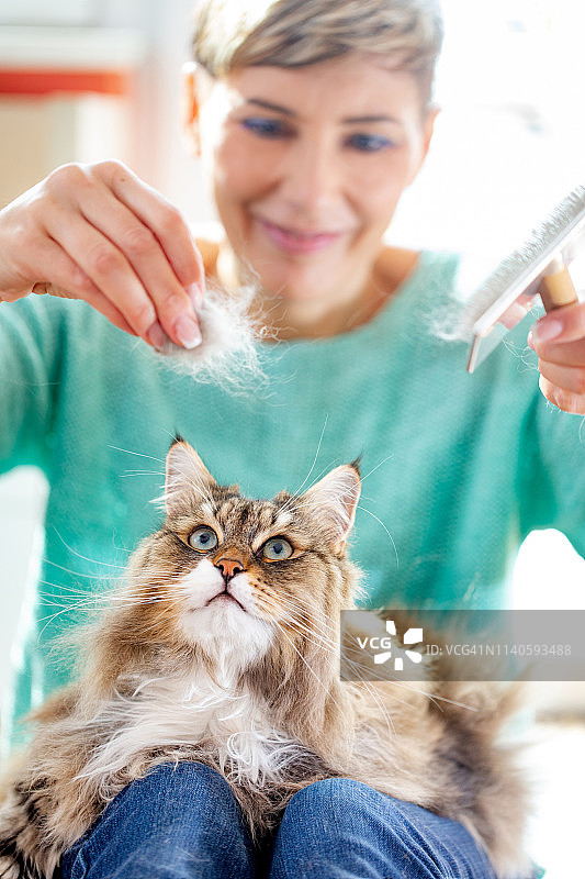 微笑的成年妇女给她的西伯利亚猫梳完毛图片素材