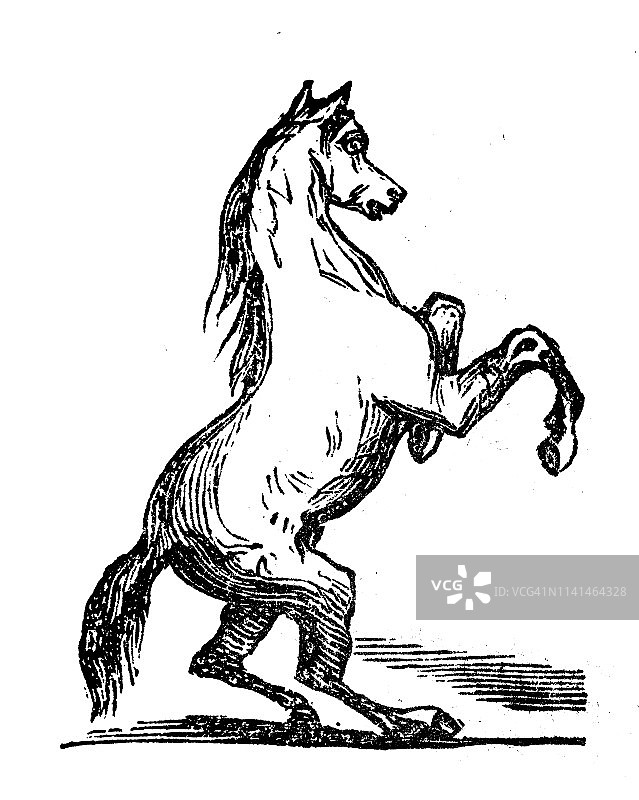 古董马的插画图片素材