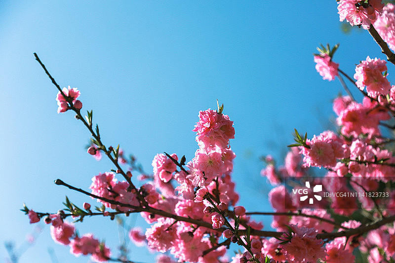 春天晴空下的樱花树图片素材