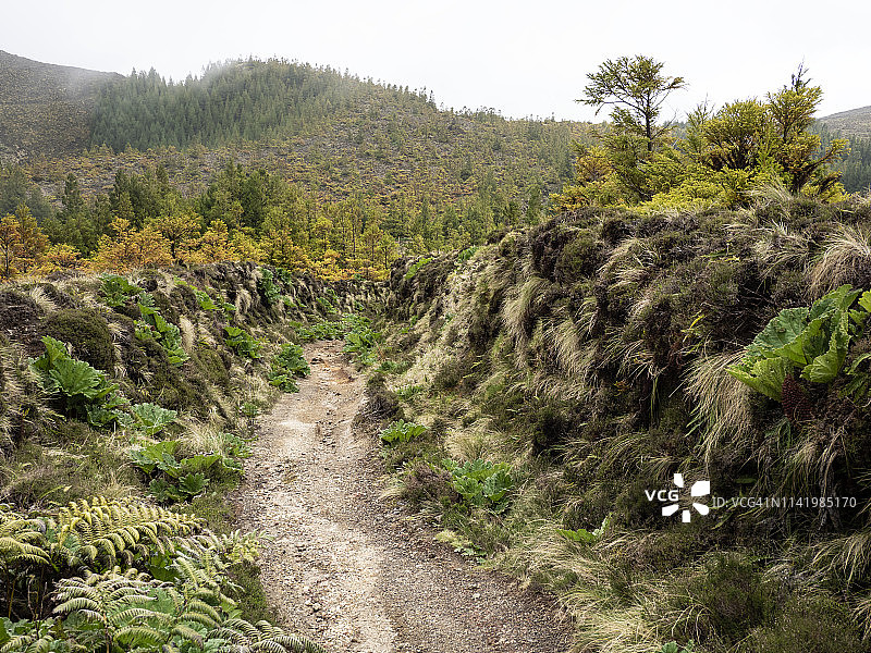我走在群山和潮湿的森林之间。Sao Miguel岛，亚速尔群岛，葡萄牙。图片素材