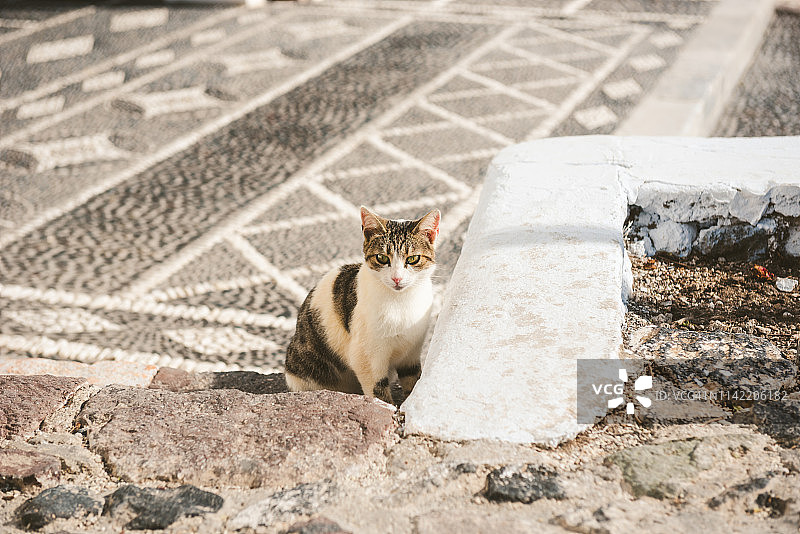 希腊圣托里尼岛Pyrgos的流浪猫图片素材
