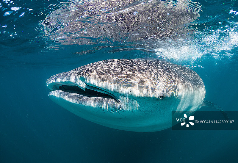 鲸鲨在拉巴斯觅食图片素材