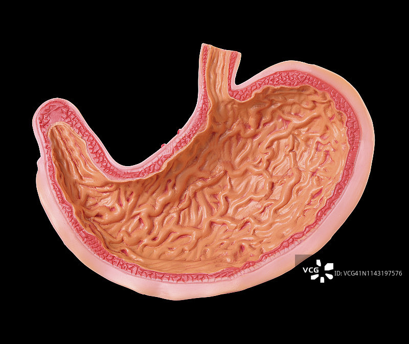 白色背景上的人体胃部模型图片素材