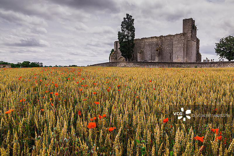 在法国，有麦田和罂粟还有一座废弃的老教堂图片素材