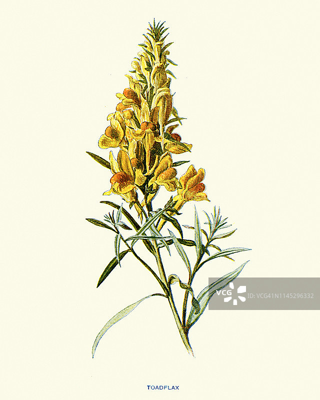 植物志，野花，黄蟾宫(Linaria vulgaris)图片素材