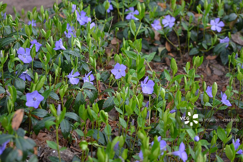 春天多年生地毯上的花，乌克兰长春花，长春花有精致的蓝色花和美丽的叶子，绿色和花的背景在春天。图片素材